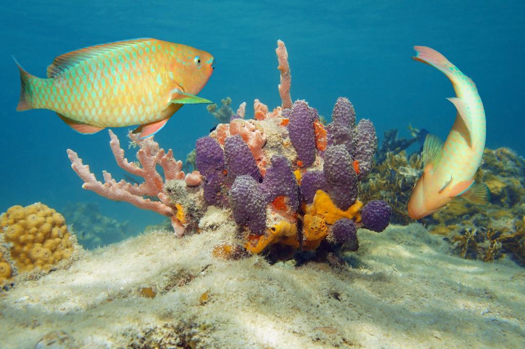 Dormio Bonaire Village الغرفة الصورة
