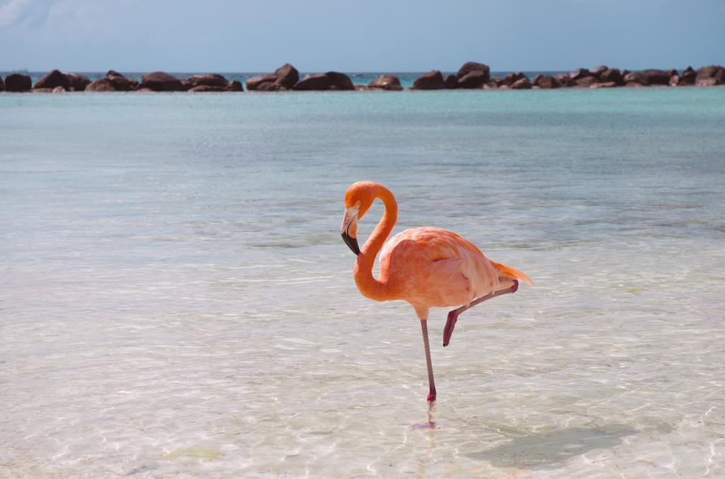 Dormio Bonaire Village الغرفة الصورة